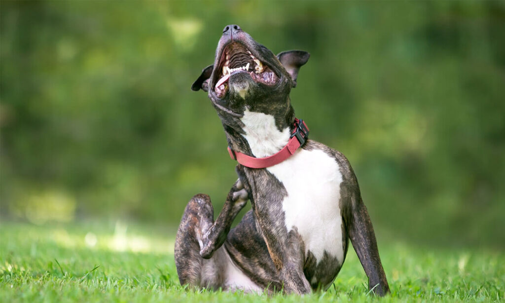 PawBiotix Reviews: Gut Health for Dogs with No Complaints | Consumer Reports